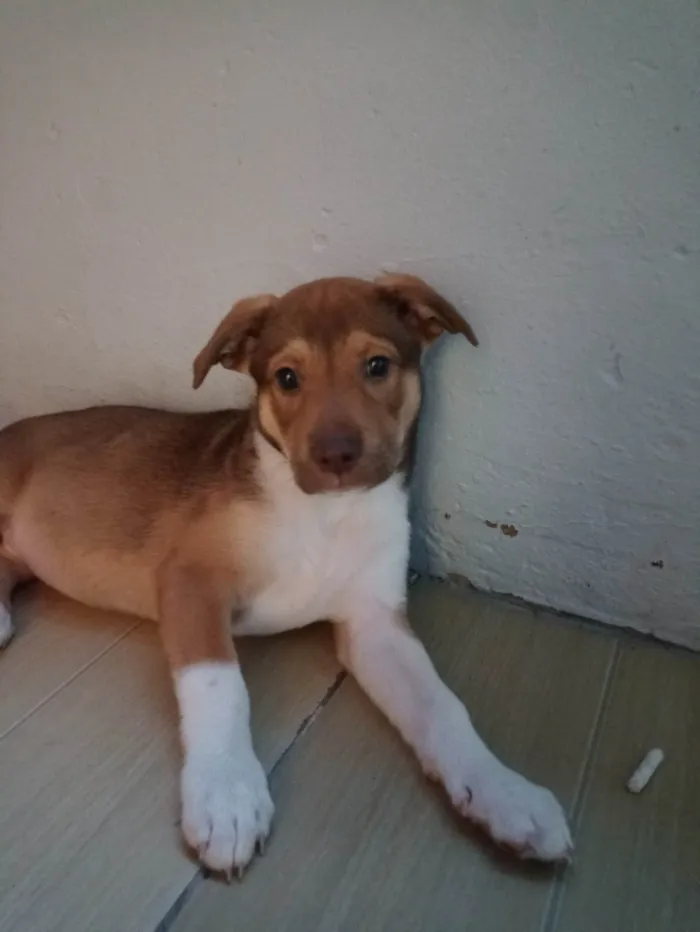 Cachorro ra a SRD-ViraLata idade 2 a 6 meses nome Laydy