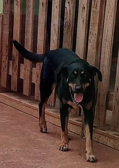 Cachorro ra a SRD-ViraLata idade 1 ano nome TUCA