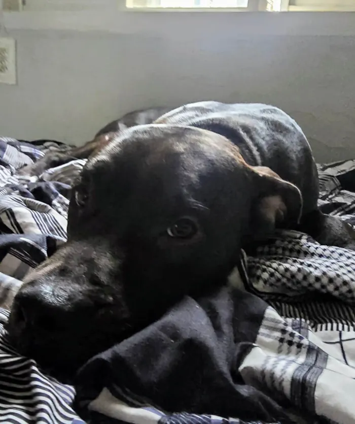 Cachorro ra a Pit-Bull idade 1 ano nome Popó Picles