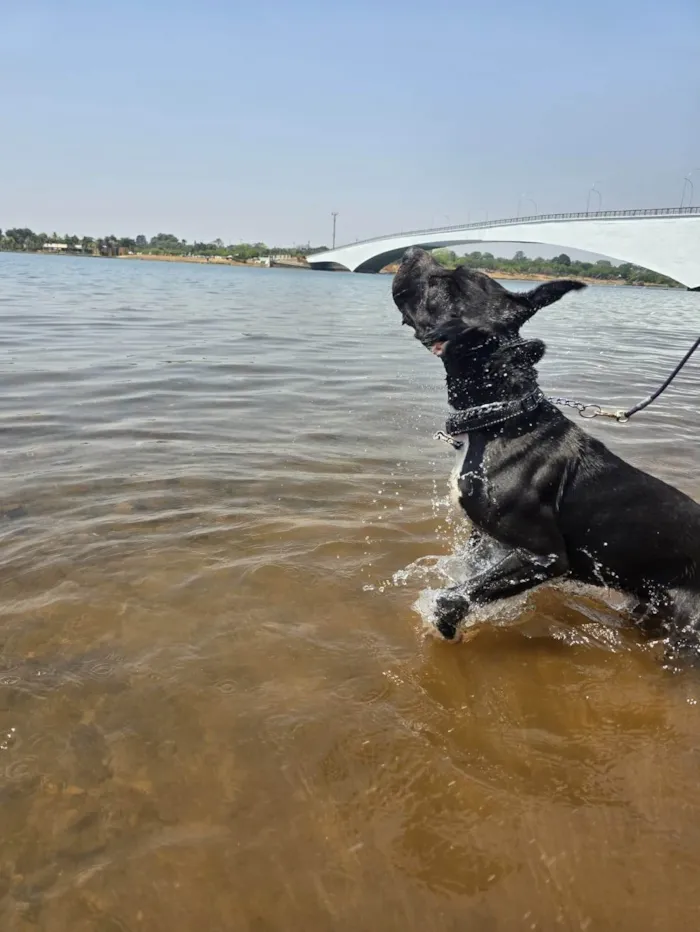 Cachorro ra a Pit-Bull idade 1 ano nome Popó Picles