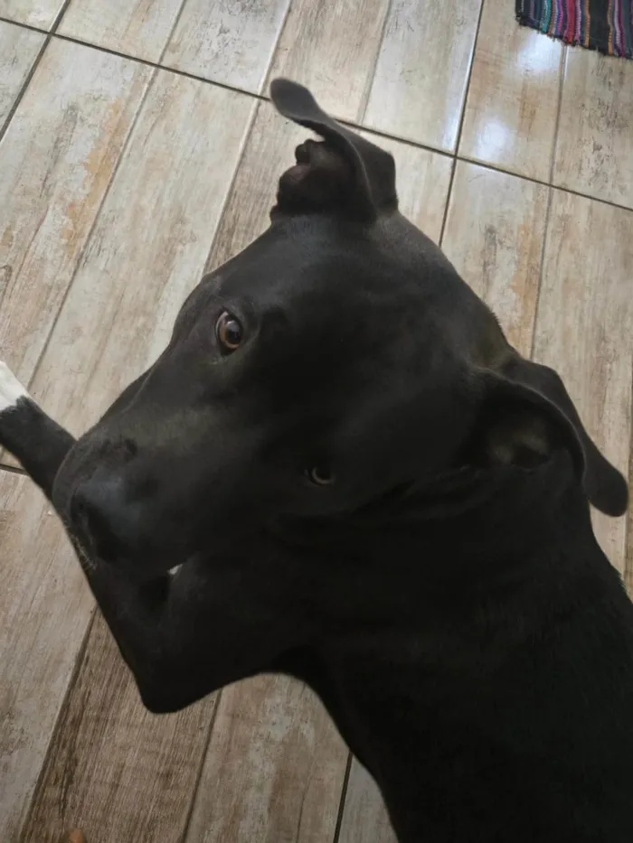 Cachorro ra a Pit-Bull idade 1 ano nome Popó Picles