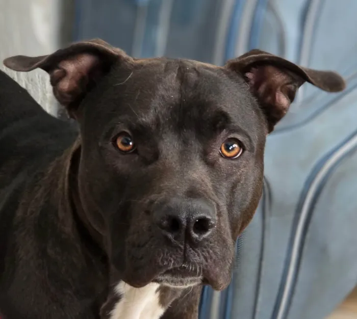 Cachorro ra a Pit-Bull idade 1 ano nome Popó Picles