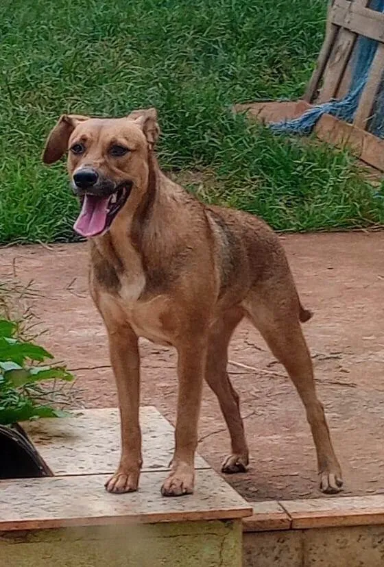 Cachorro ra a SRD-ViraLata idade 1 ano nome MILA