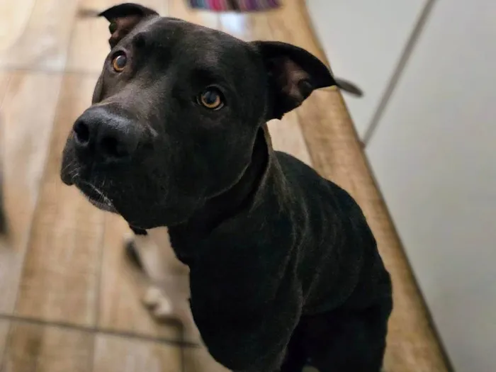 Cachorro ra a Pit-Bull idade 1 ano nome Popó Picles