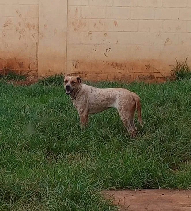 Cachorro ra a SRD-ViraLata idade 1 ano nome LUNA