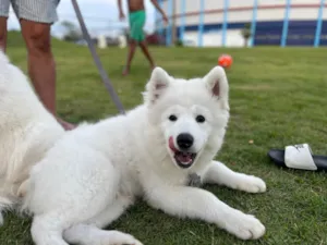 Cachorro raça Husky Siberiano idade 2 a 6 meses nome Apolo 