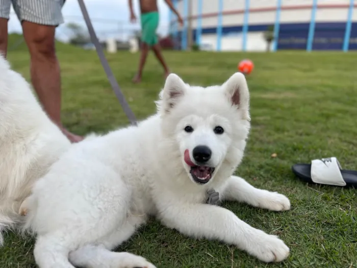 Cachorro ra a Husky Siberiano idade 2 a 6 meses nome Apolo 