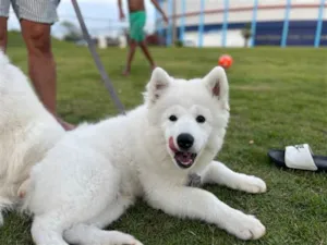 Cachorro raça Husky Siberiano idade 2 a 6 meses nome Apolo 