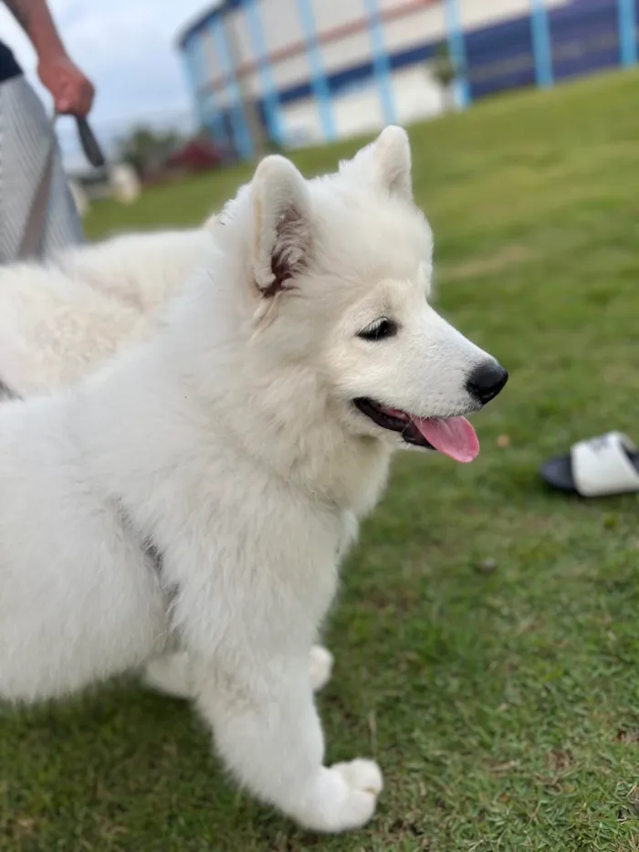 Cachorro ra a Husky Siberiano idade 2 a 6 meses nome Apolo 