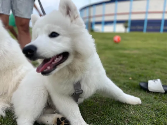 Cachorro ra a Husky Siberiano idade 2 a 6 meses nome Apolo 