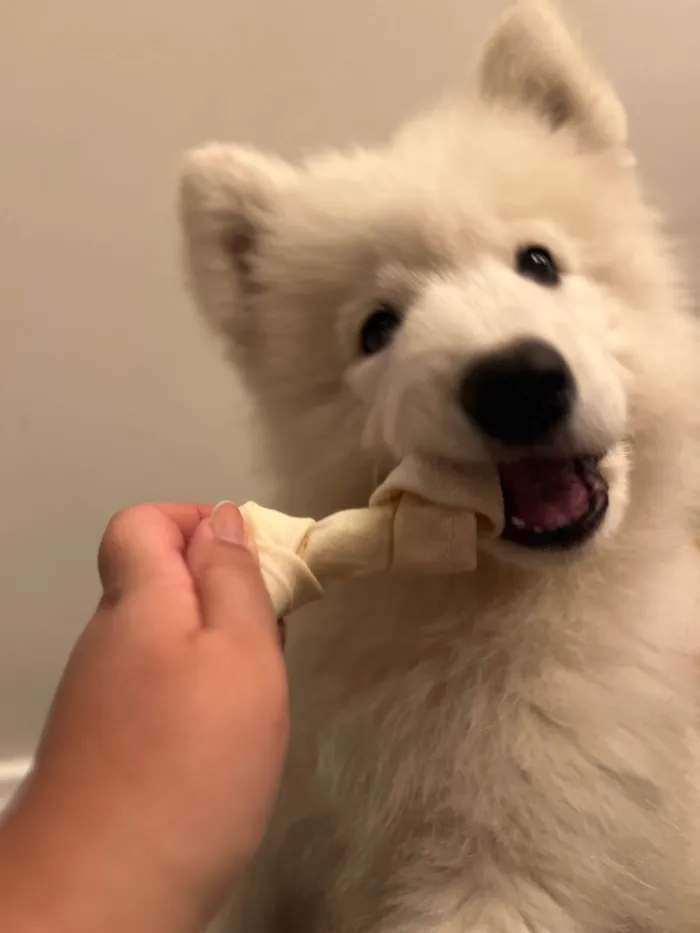 Cachorro ra a Husky Siberiano idade 2 a 6 meses nome Apolo 