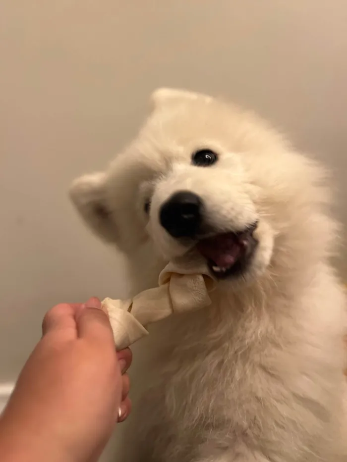 Cachorro ra a Husky Siberiano idade 2 a 6 meses nome Apolo 