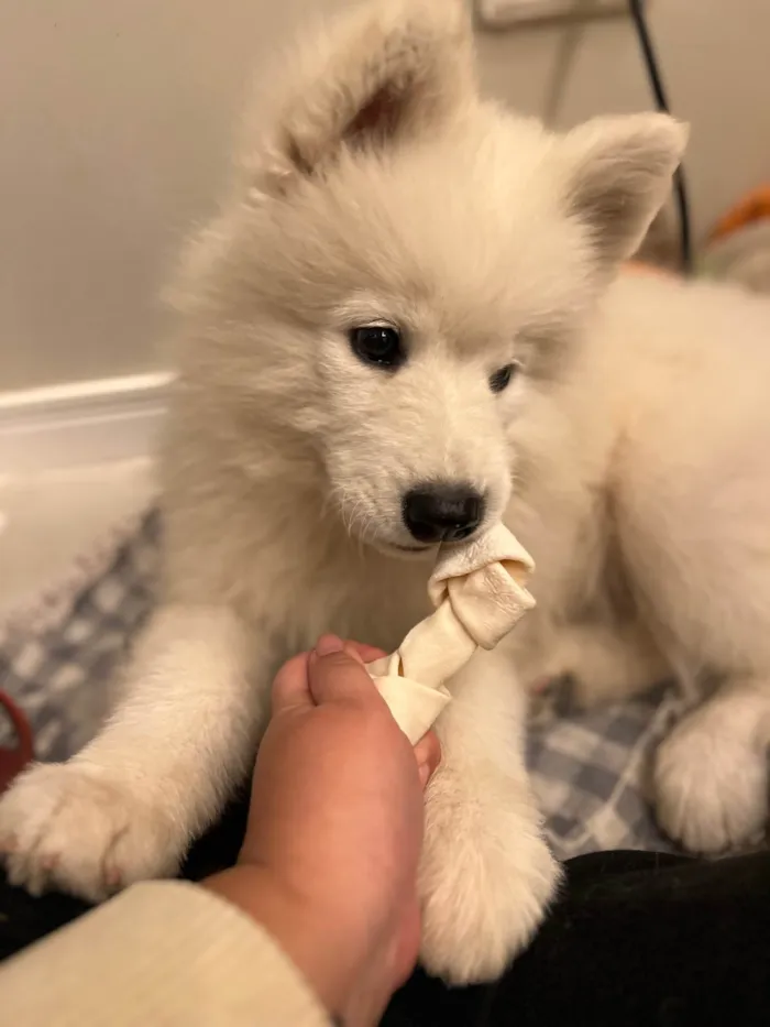 Cachorro ra a Husky Siberiano idade 2 a 6 meses nome Apolo 