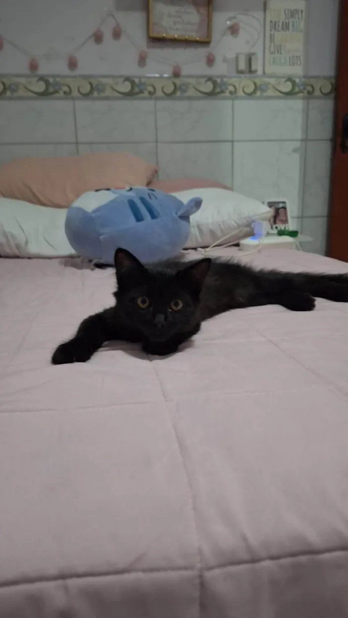 Gato ra a SRD-ViraLata idade 2 a 6 meses nome Morgana