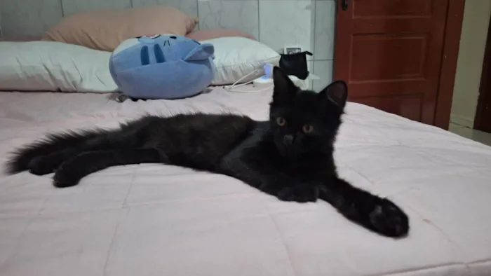 Gato ra a SRD-ViraLata idade 2 a 6 meses nome Morgana