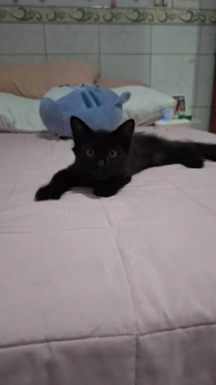 Gato ra a SRD-ViraLata idade 2 a 6 meses nome Morgana