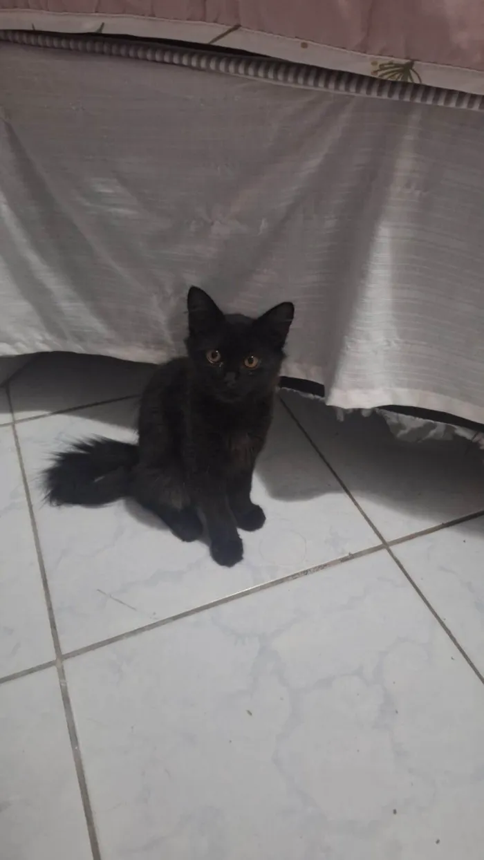 Gato ra a SRD-ViraLata idade 2 a 6 meses nome Morgana