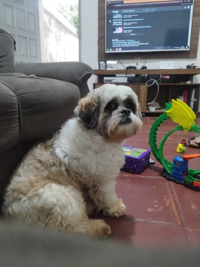 Cachorro ra a Lhasa Apso idade 3 anos nome Oliver