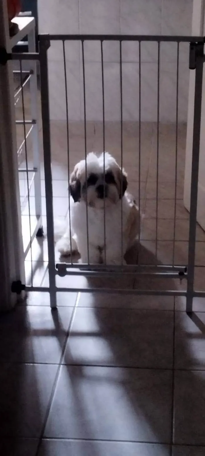 Cachorro ra a Lhasa Apso idade 3 anos nome Oliver