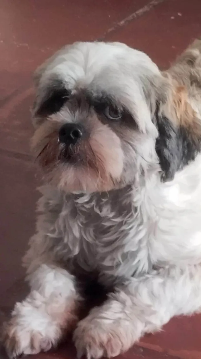 Cachorro ra a Lhasa Apso idade 3 anos nome Oliver