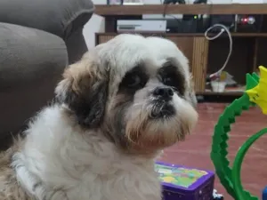 Cachorro raça Lhasa Apso idade 3 anos nome Oliver