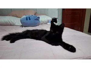 Gato raça SRD-ViraLata idade 2 a 6 meses nome Morgana