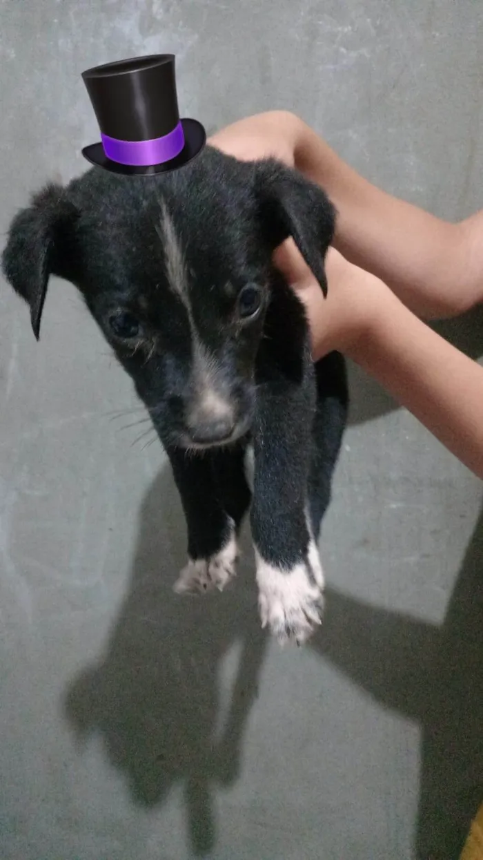 Cachorro ra a SRD-ViraLata idade Abaixo de 2 meses nome Filhotinhos 