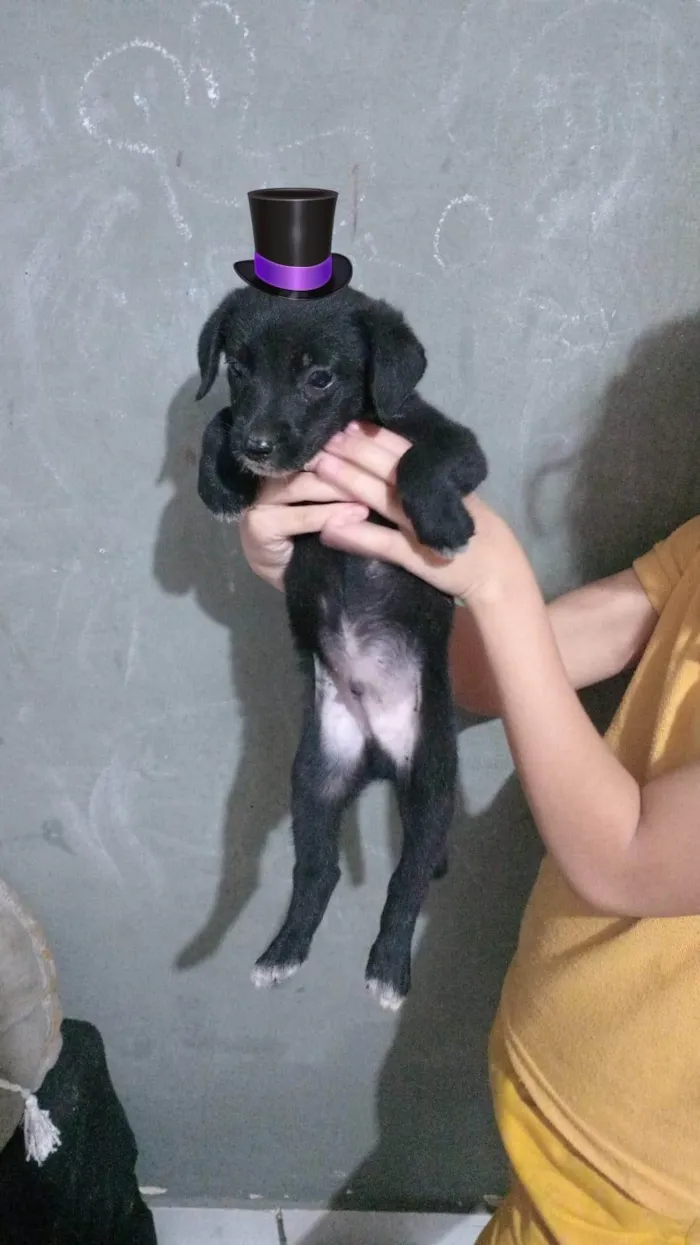 Cachorro ra a SRD-ViraLata idade Abaixo de 2 meses nome Filhotinhos 