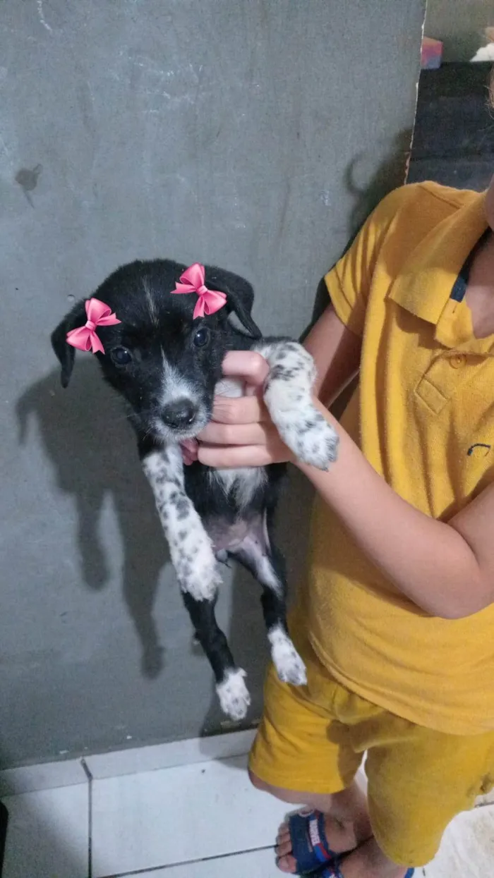 Cachorro ra a SRD-ViraLata idade Abaixo de 2 meses nome Filhotinhos 