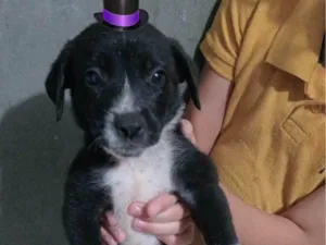 Cachorro raça SRD-ViraLata idade Abaixo de 2 meses nome Filhotinhos 