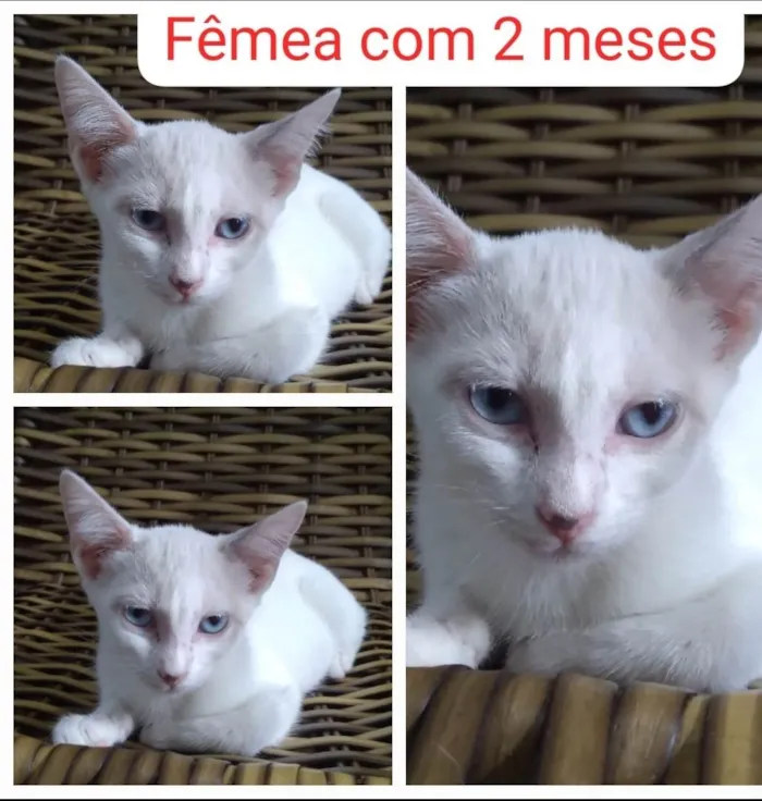 Gato ra a SRD-ViraLata idade 2 a 6 meses nome Bella