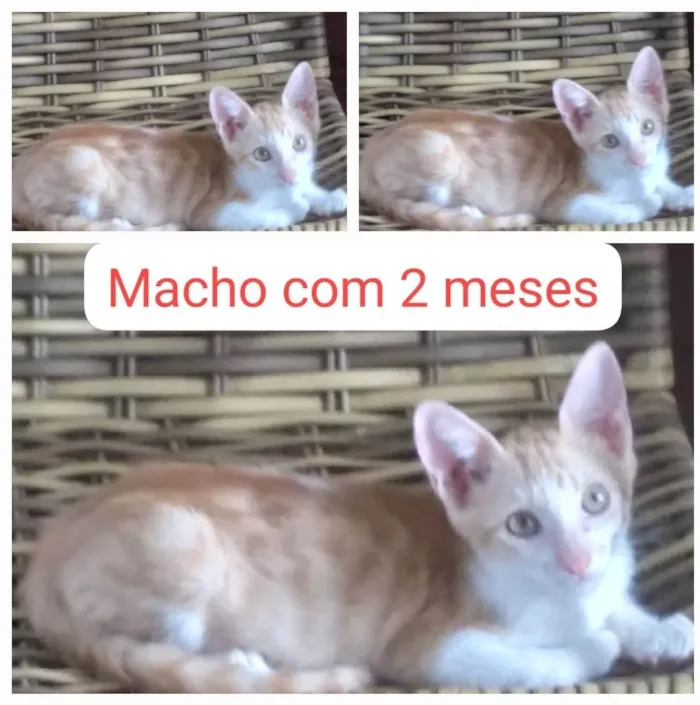 Gato ra a SRD-ViraLata idade 2 a 6 meses nome Vitor