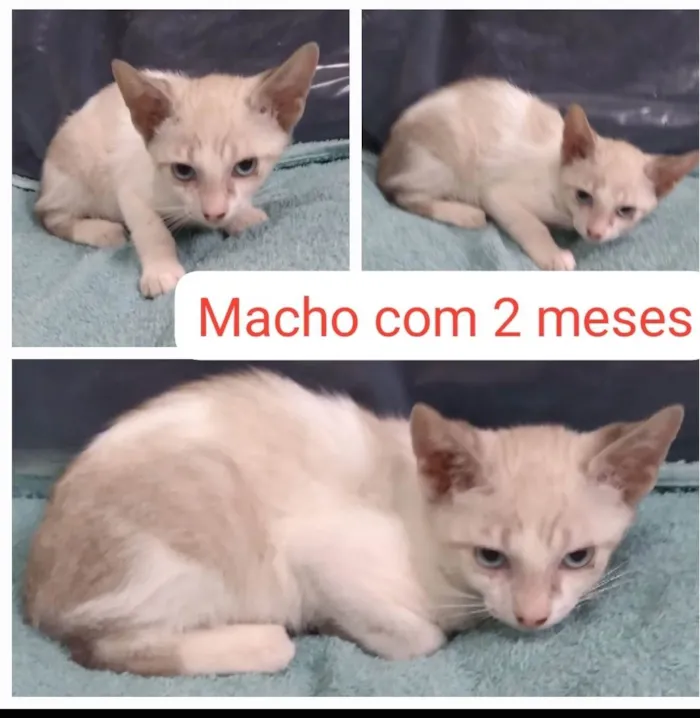 Gato ra a SRD-ViraLata idade 2 a 6 meses nome Théo