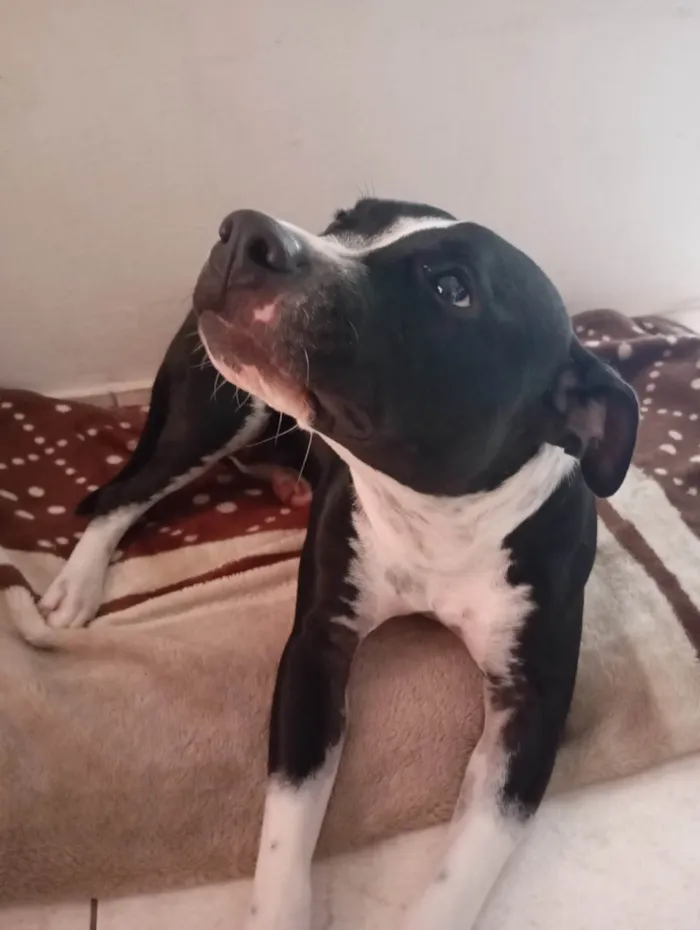 Cachorro ra a Pit-Bull idade 7 a 11 meses nome Zara