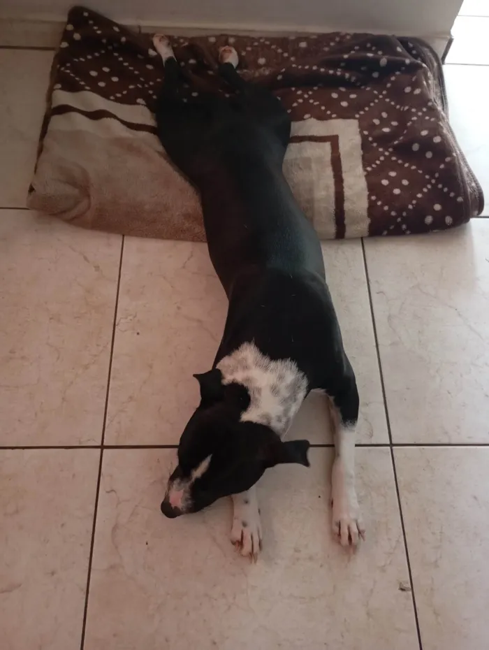 Cachorro ra a Pit-Bull idade 7 a 11 meses nome Zara