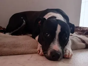 Cachorro raça Pit-Bull idade 7 a 11 meses nome Zara