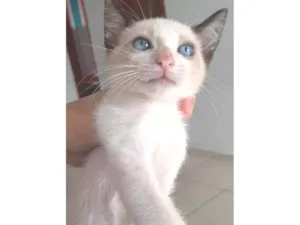 Gato raça SRD-ViraLata idade 2 a 6 meses nome Sem nome 