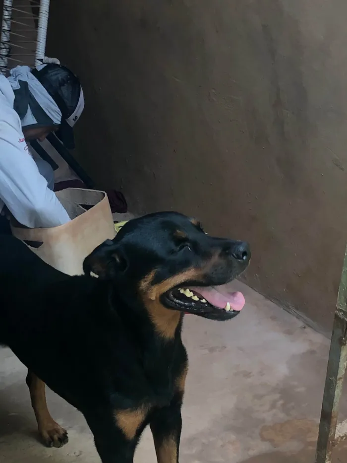 Cachorro ra a Rottweiler idade 6 ou mais anos nome Diamante 