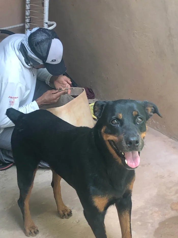 Cachorro ra a Rottweiler idade 6 ou mais anos nome Diamante 