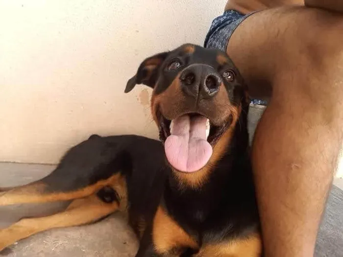 Cachorro ra a Rottweiler idade 6 ou mais anos nome Diamante 