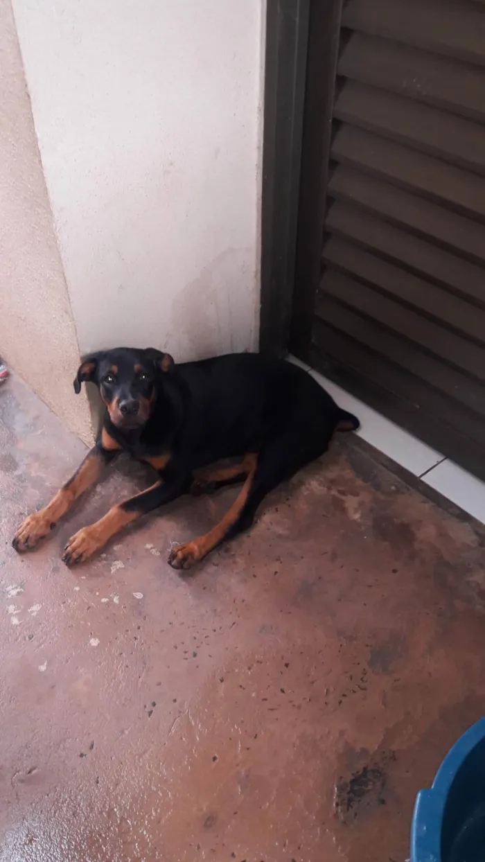 Cachorro ra a Rottweiler idade 6 ou mais anos nome Diamante 