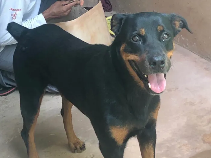 Cachorro ra a Rottweiler idade 6 ou mais anos nome Diamante 