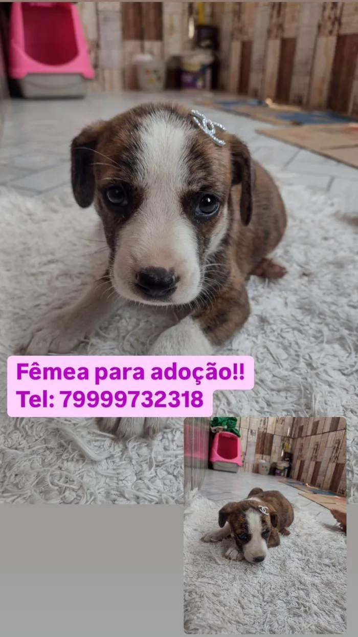 Cachorro ra a SRD-ViraLata idade Abaixo de 2 meses nome Rajada