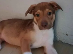 Cachorro raça SRD-ViraLata idade 2 a 6 meses nome Laydy