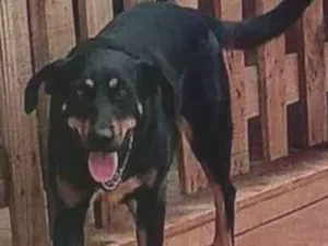 Cachorro raça SRD-ViraLata idade 1 ano nome TUCA