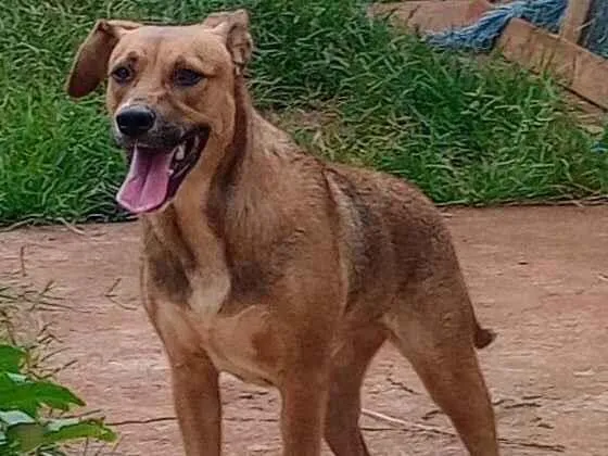 Cachorro ra a SRD-ViraLata idade 1 ano nome MILA