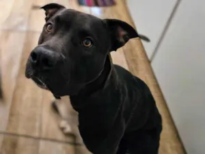 Cachorro raça Pit-Bull idade 1 ano nome Popó Picles