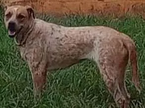 Cachorro raça SRD-ViraLata idade 1 ano nome LUNA