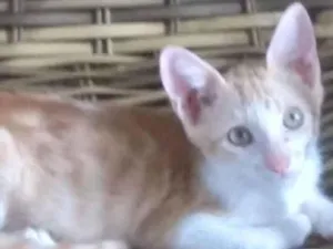 Gato raça SRD-ViraLata idade 2 a 6 meses nome Vitor