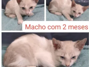 Gato raça SRD-ViraLata idade 2 a 6 meses nome Théo